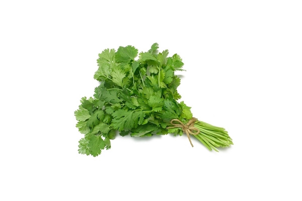 Fresh coriander