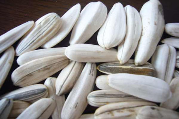 white sunflower seeds